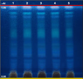 Chromatogram of Rosa canina fruit