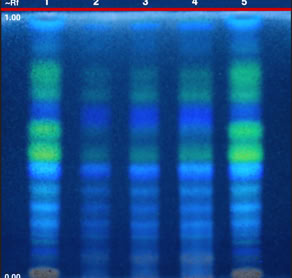 Chromatogram of deglycyrrhizinated  Glycyrrhiza glabra  root 10PE