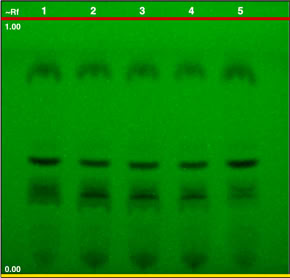 Chromatogram of Apis–Royal Jelly