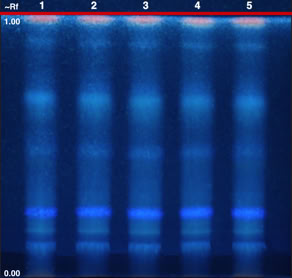Chromatogram of Verbena hastata aerial