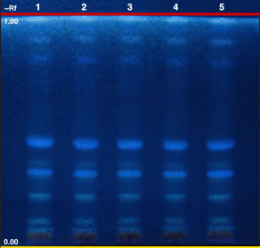 Chromatogram of Brassica oleracea var Italica