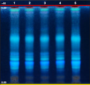 Chromatogram of Triticum aestivum leaf